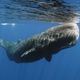 Foto: Shane Gross / Shutterstock.